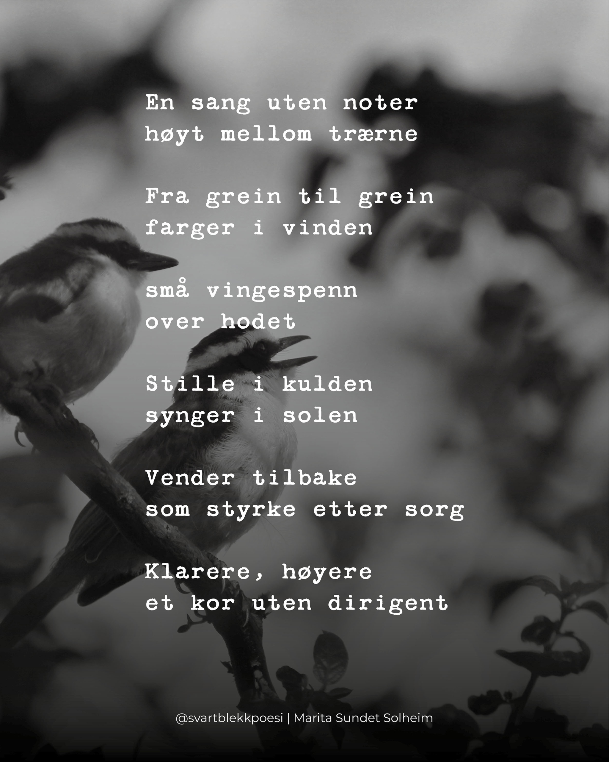 Fuglekvitring dikt - svart blekk poesi